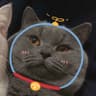 星眠Iris拾光的头像