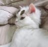 风眠_Bluebell的头像