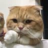 MyCharlotte酱的头像