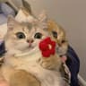 随风_Bunny的头像