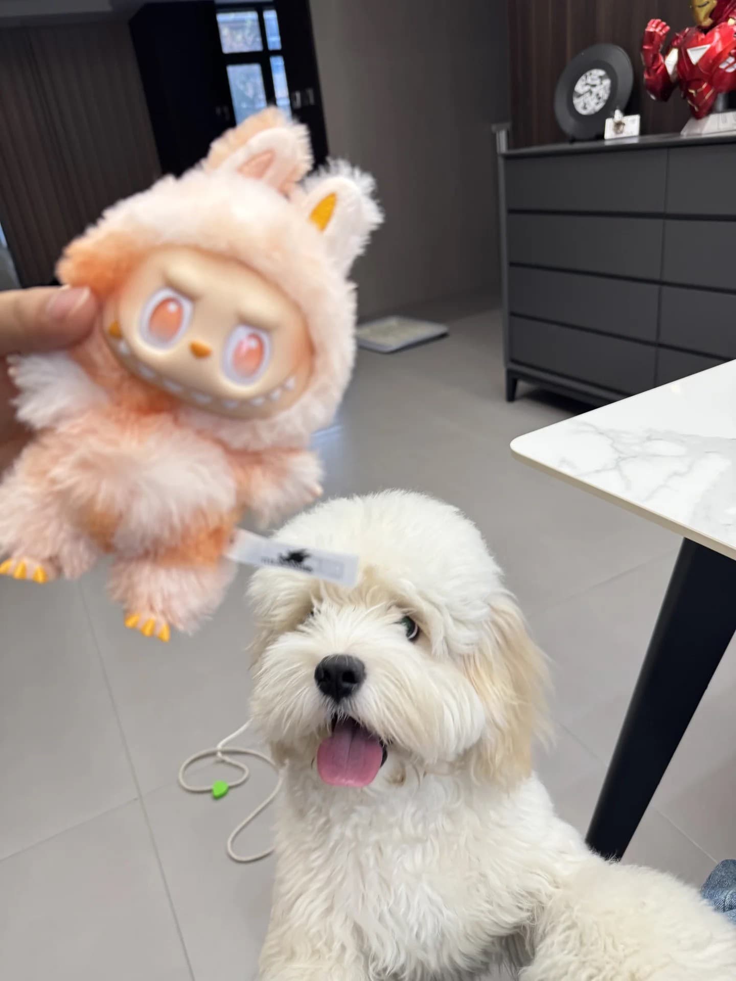 Labubu和修狗的较量封面图