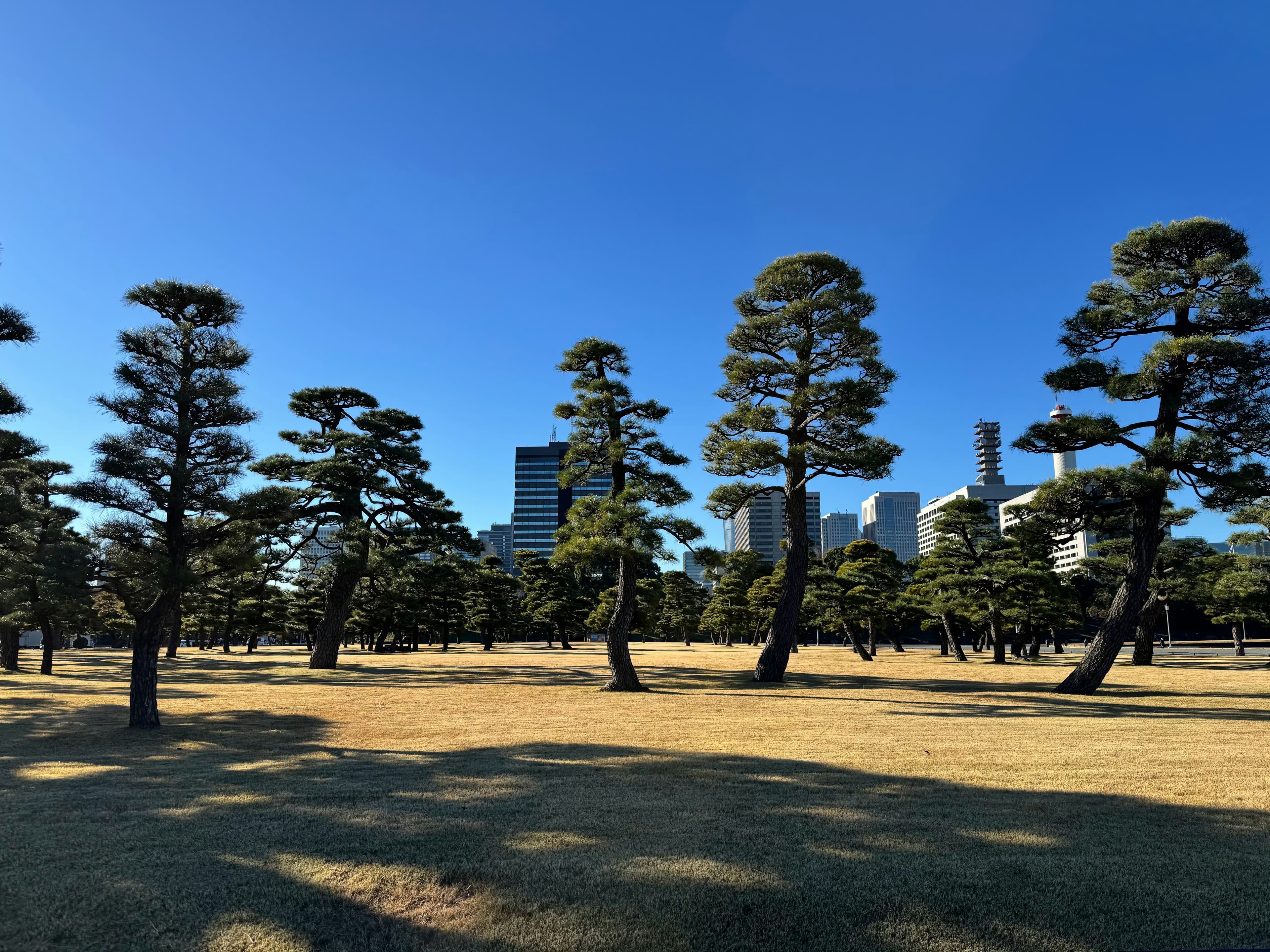 冬日晴天的皇居外苑,发个呆封面图