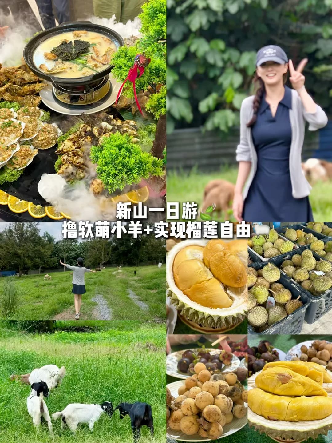 新山一日游plog🇲🇾撸软萌小羊➕榴莲自由封面图