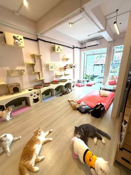 泰国芭提亚四层楼猫主题商业综合体急转,含32只猫及全套设备封面图
