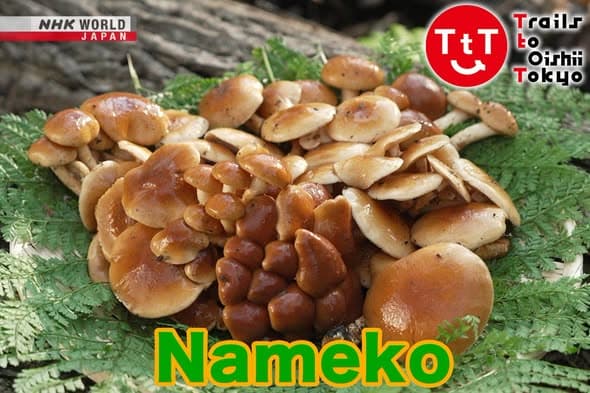 日本千年食用真菌：美味滑嫩的舞茸（Nameko）封面图