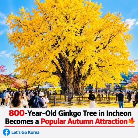 仁川800年银杏树秋日金黄，2026年10月底至11月初最佳观赏期免费开放封面图