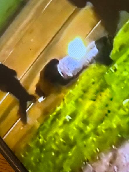 威思尼肖市民中心发生严重暴力事件：七旬男子遭青年群殴致脑出血，居民呼吁加强安保封面图