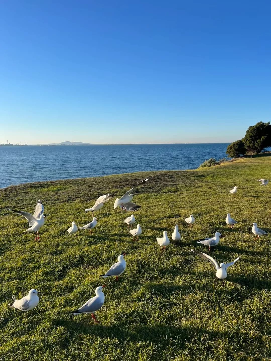 每天介绍一座🇦🇺的City之墨尔本！！封面图
