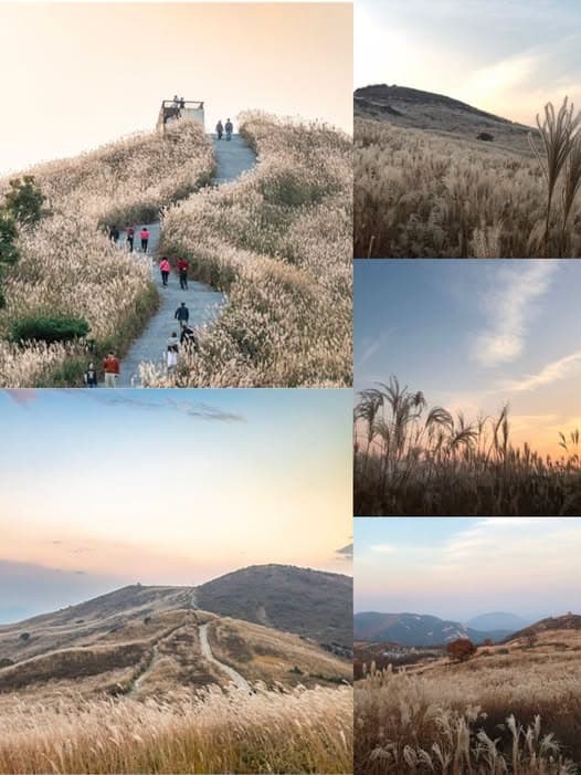 韩国合川黄麻山银草海：秋日绝美徒步与摄影胜地 - 图片1