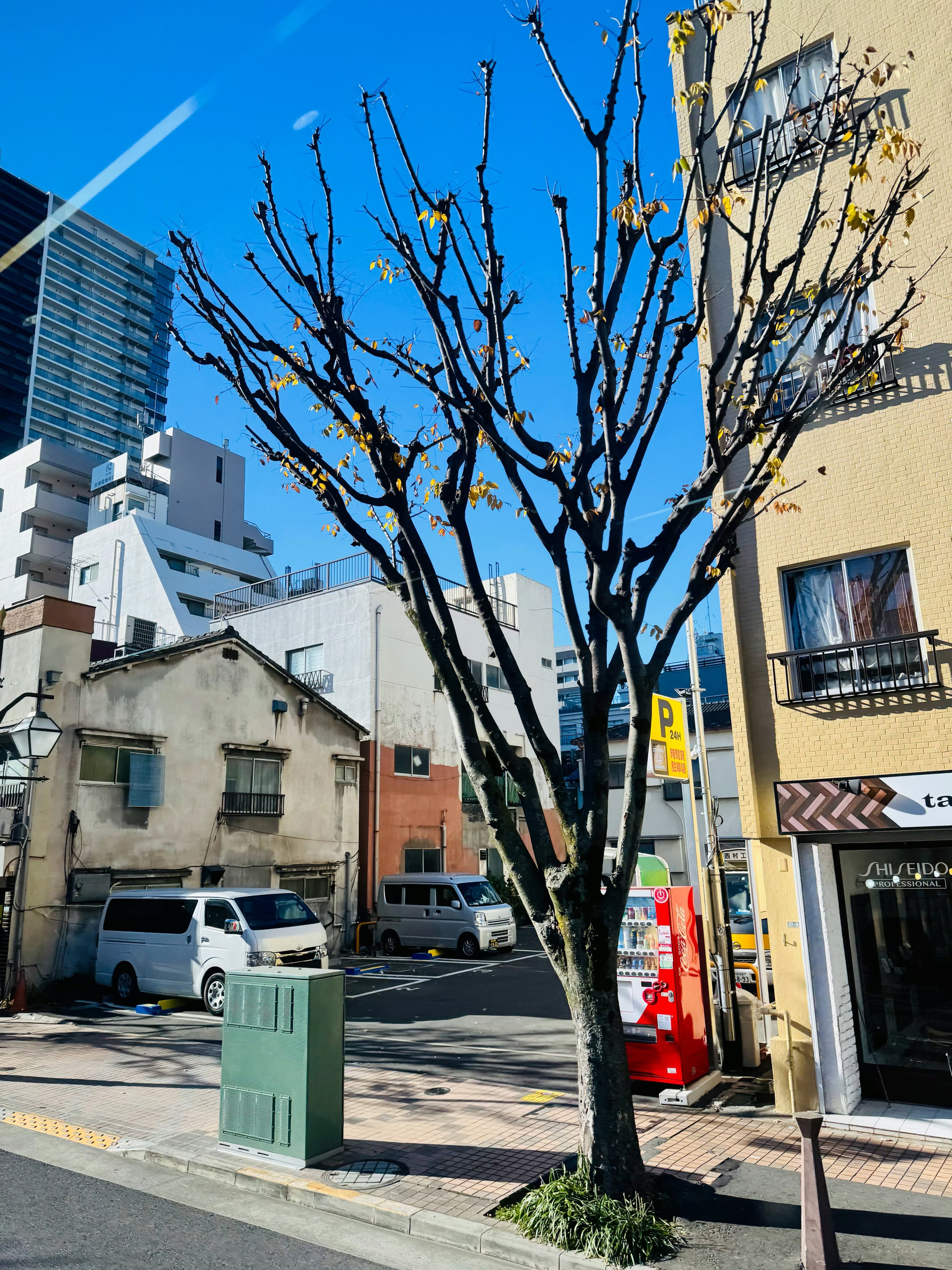 东京街头一棵被修剪得像艺术品的树，冬日晴空下居然有点浪漫