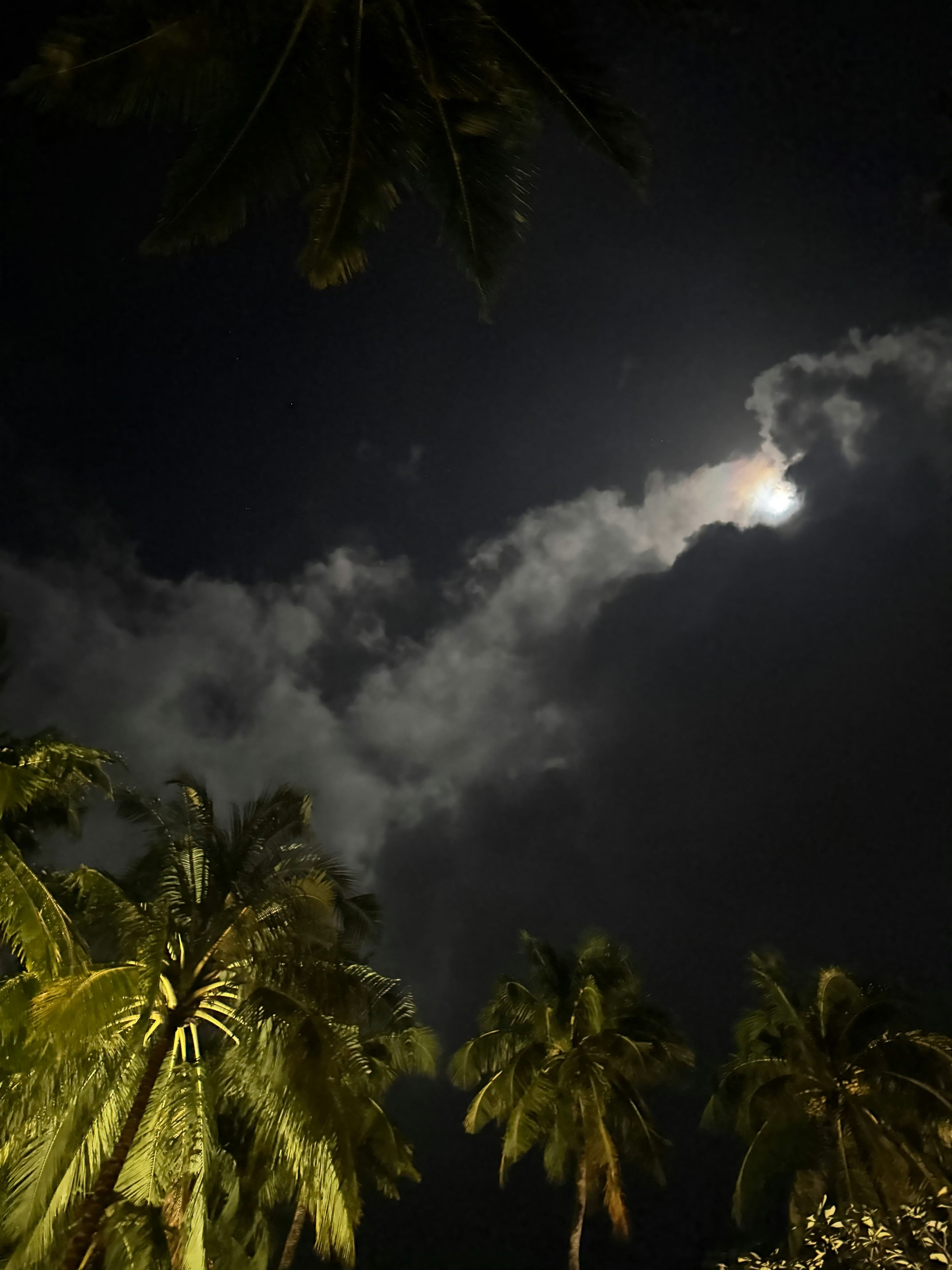夜风一吹，椰子叶沙沙响，月亮偷偷躲云里捉迷藏～