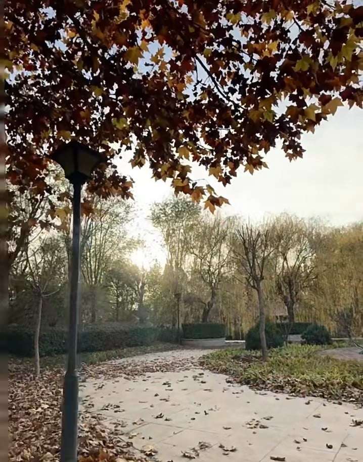 秋日傍晚的公园小径，落叶像被风悄悄铺了层金毯 🍂