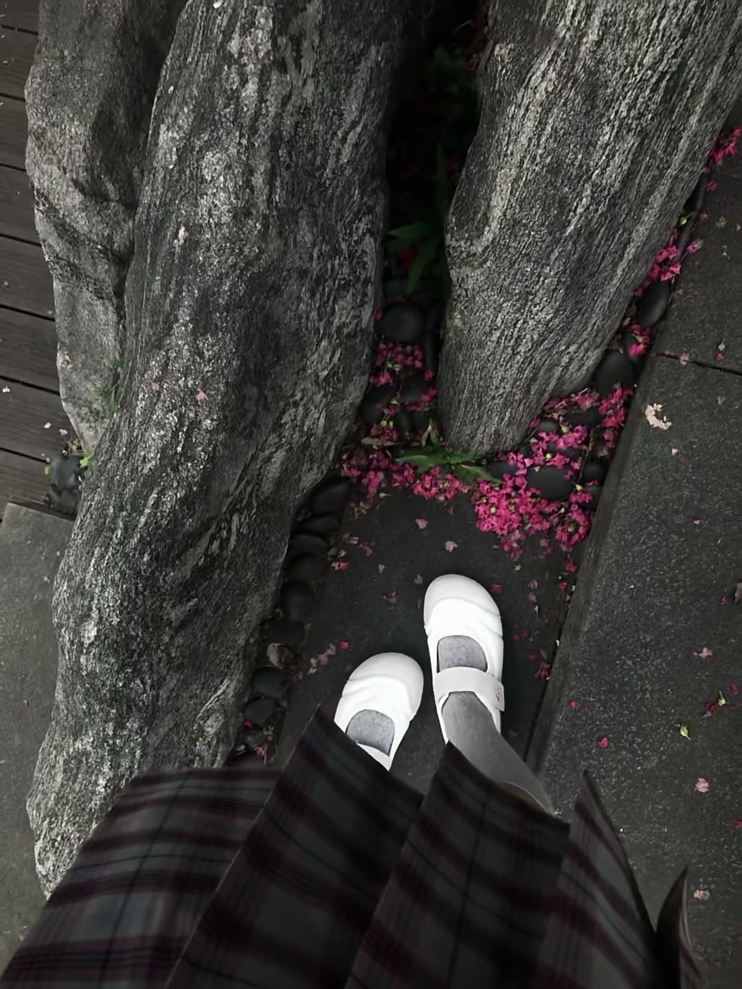 今天在树根缝里捡到一整片粉红雨 🌸 白鞋踩进春天的碎屑里