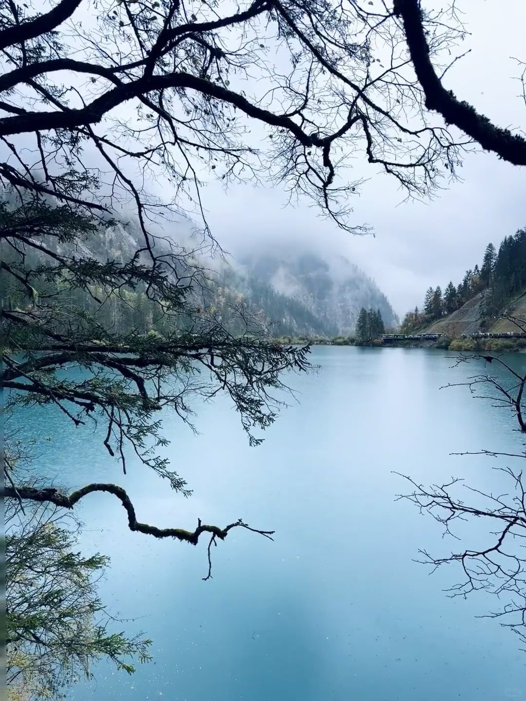 雨天湖边发呆，树枝像在画框里偷看世界