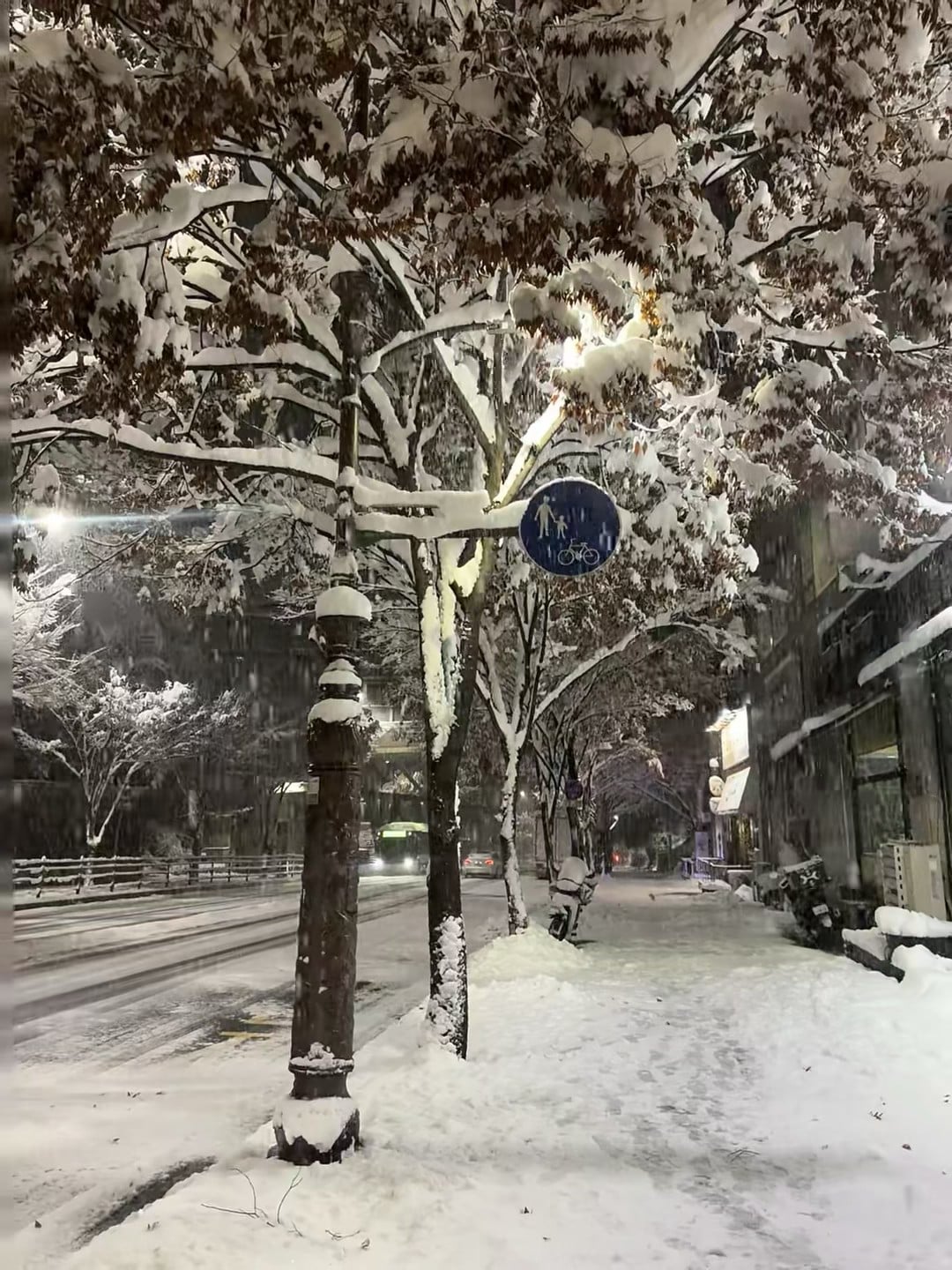 雪夜路灯下，树杈堆满棉絮｜今天在新宿三丁目被冻成狗