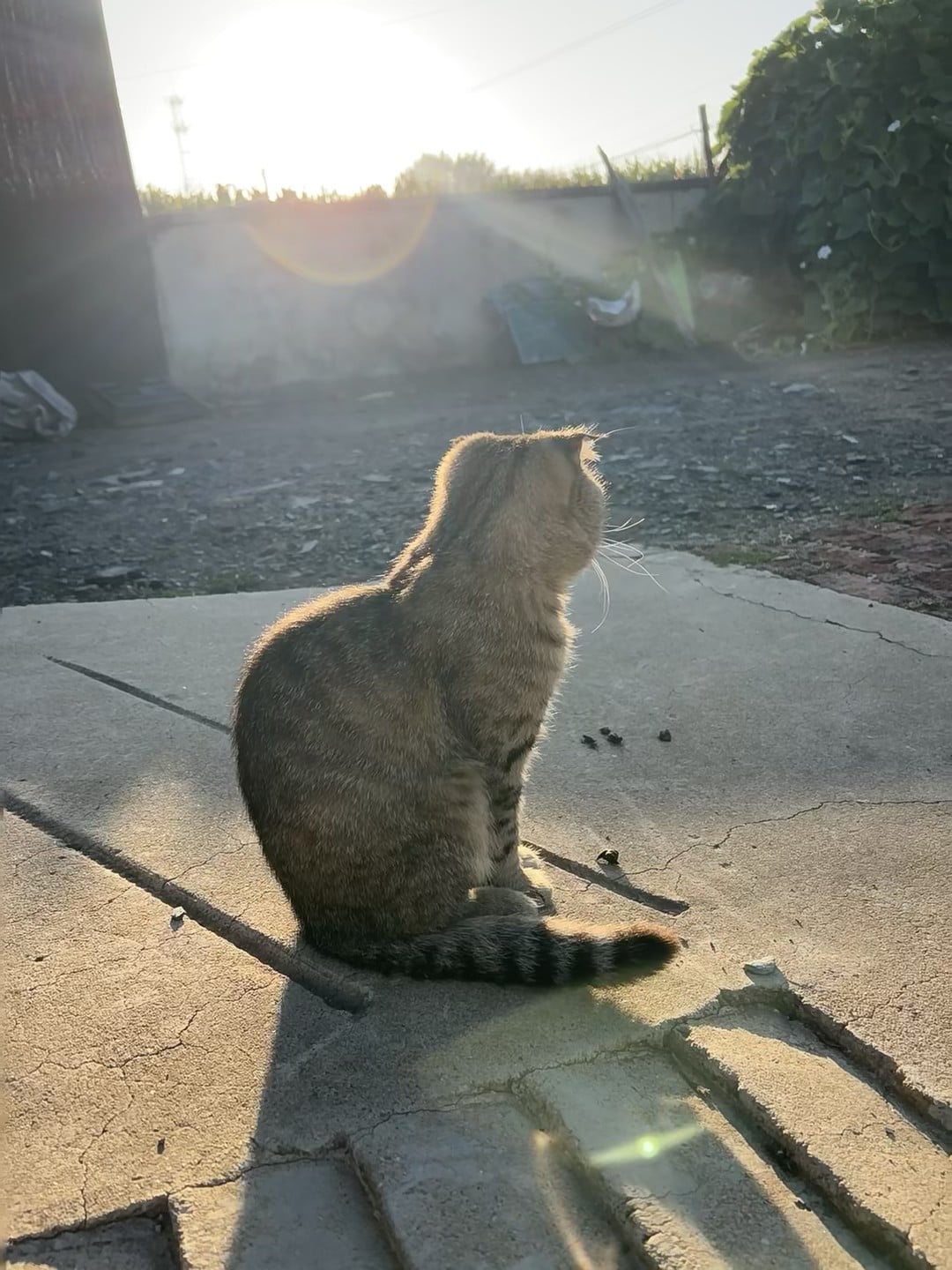 夕阳给这只小野猫镀了金边✨今天在社区后院偶遇的守望者