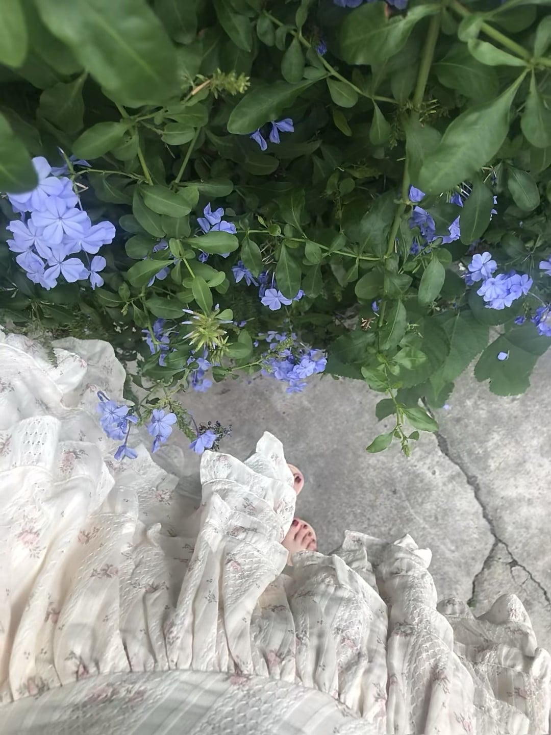 裙角扫过蓝花丛，水泥地上也开出春天