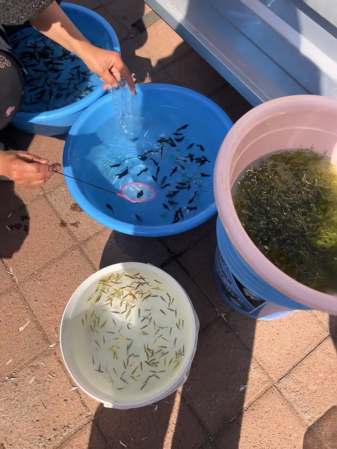 街角市集的鱼苗摊，小黑鱼们在蓝盆里跳水花～