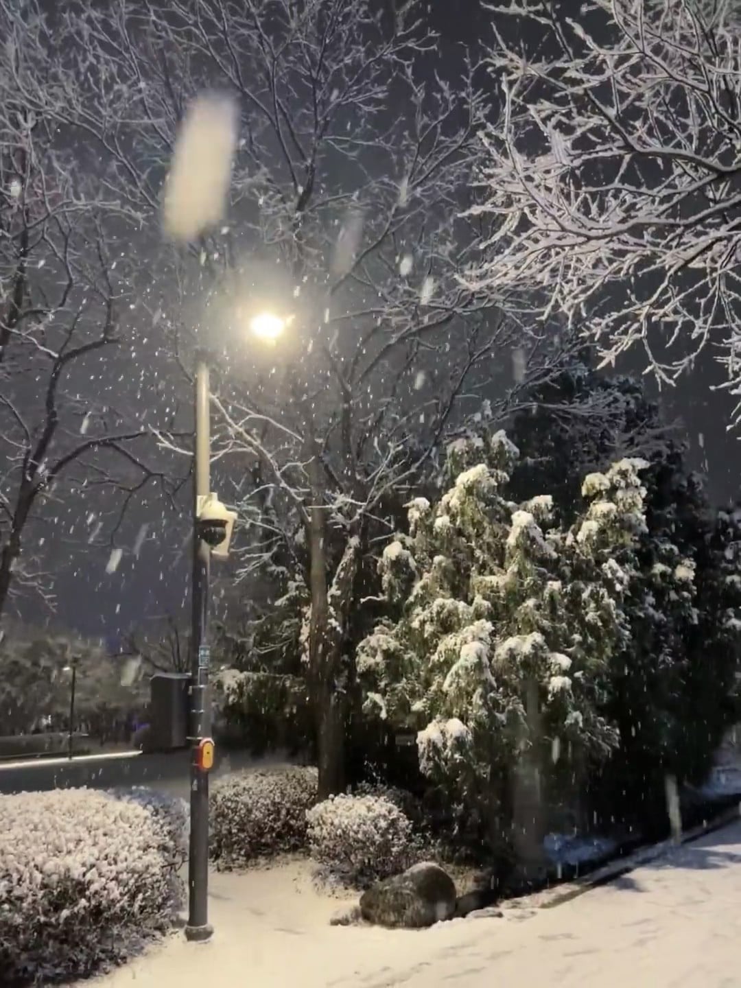 今晚路灯下飘雪，像被撒了糖霜的童话街角