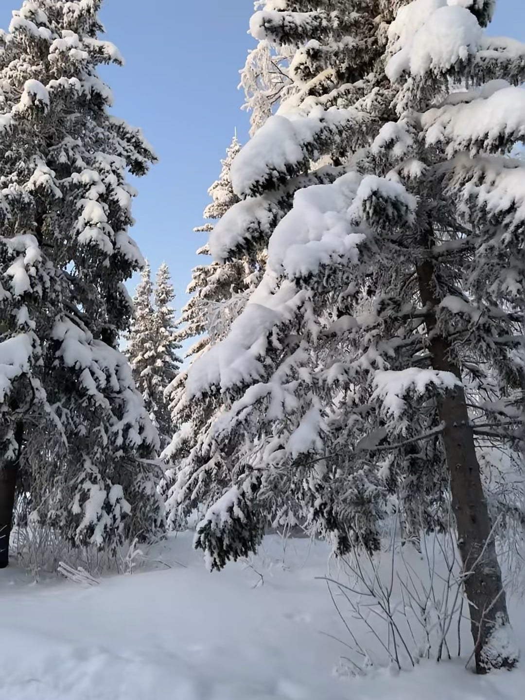 雪崩式快乐！今早出门发现松树都戴了雪帽❄️