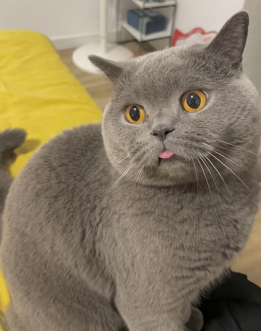 谁家灰猫偷吃了我的芒果冰？舌头一伸，我直接笑出声