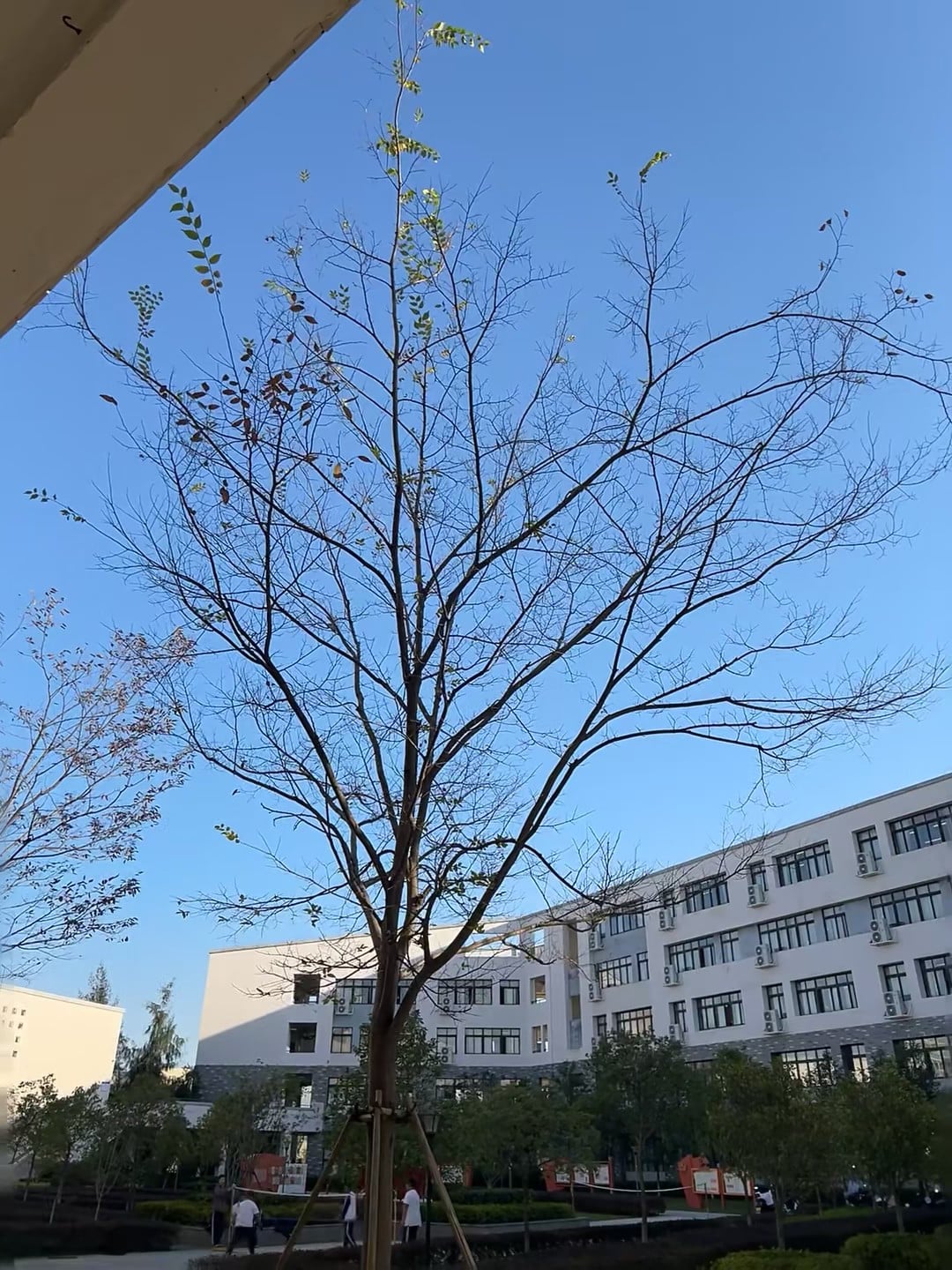 晴天里的秃树，像在等春天的发条？✨