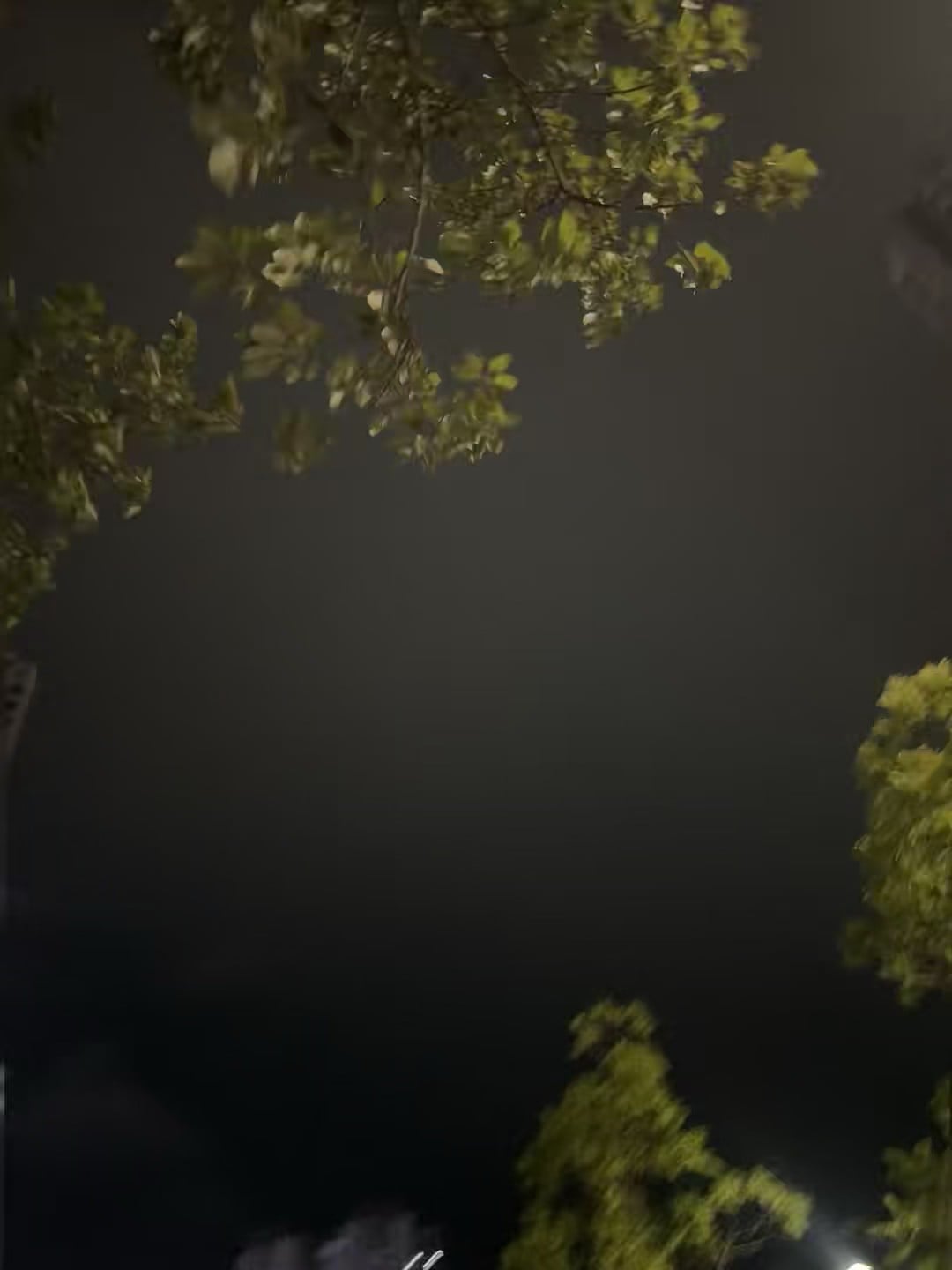 夜跑路过老树，叶子被路灯染成翡翠色｜突然觉得这城市有点温柔