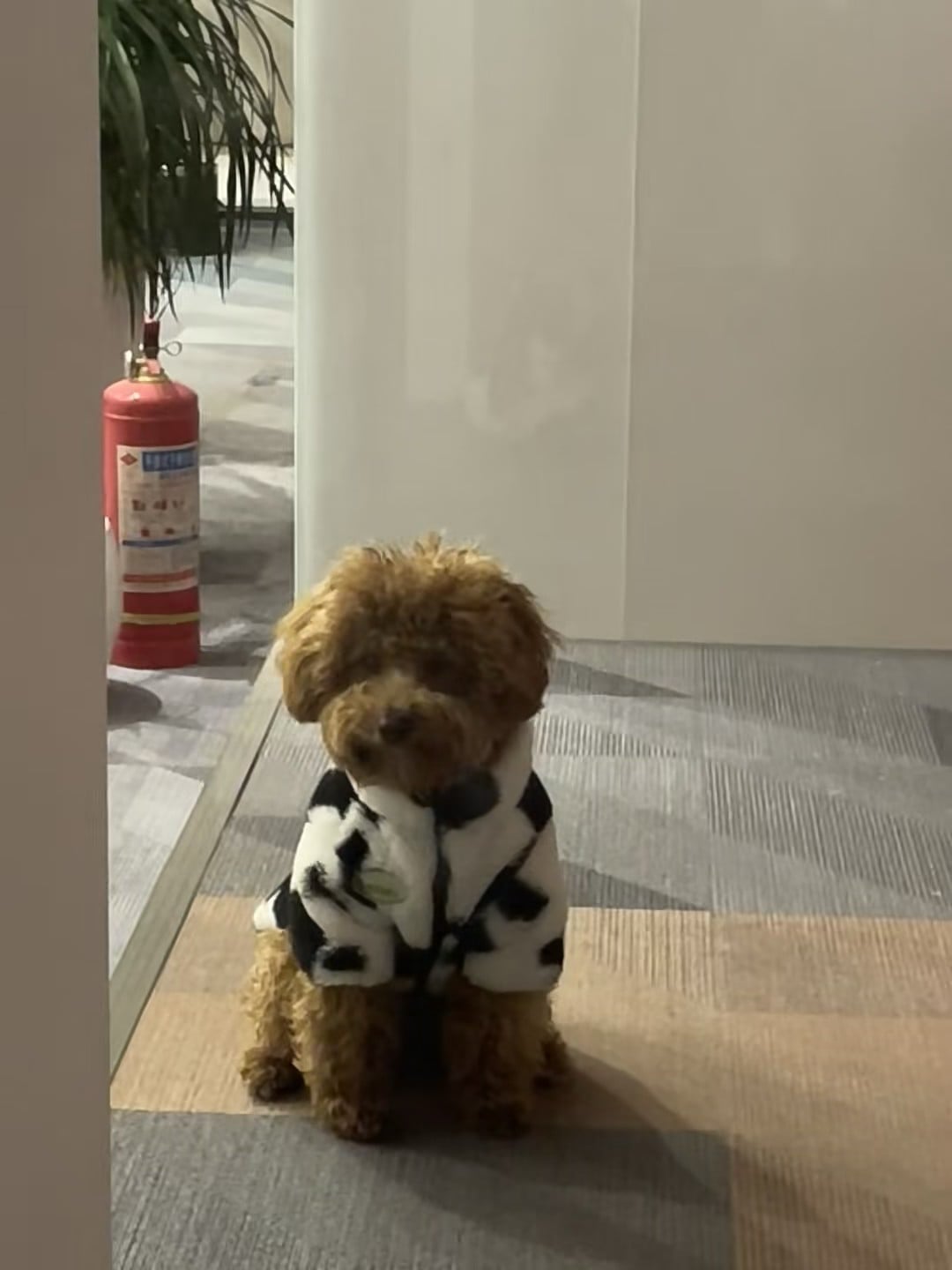 办公室突然闯入的毛球小保安 🐶 穿奶牛服蹲门口等我下班