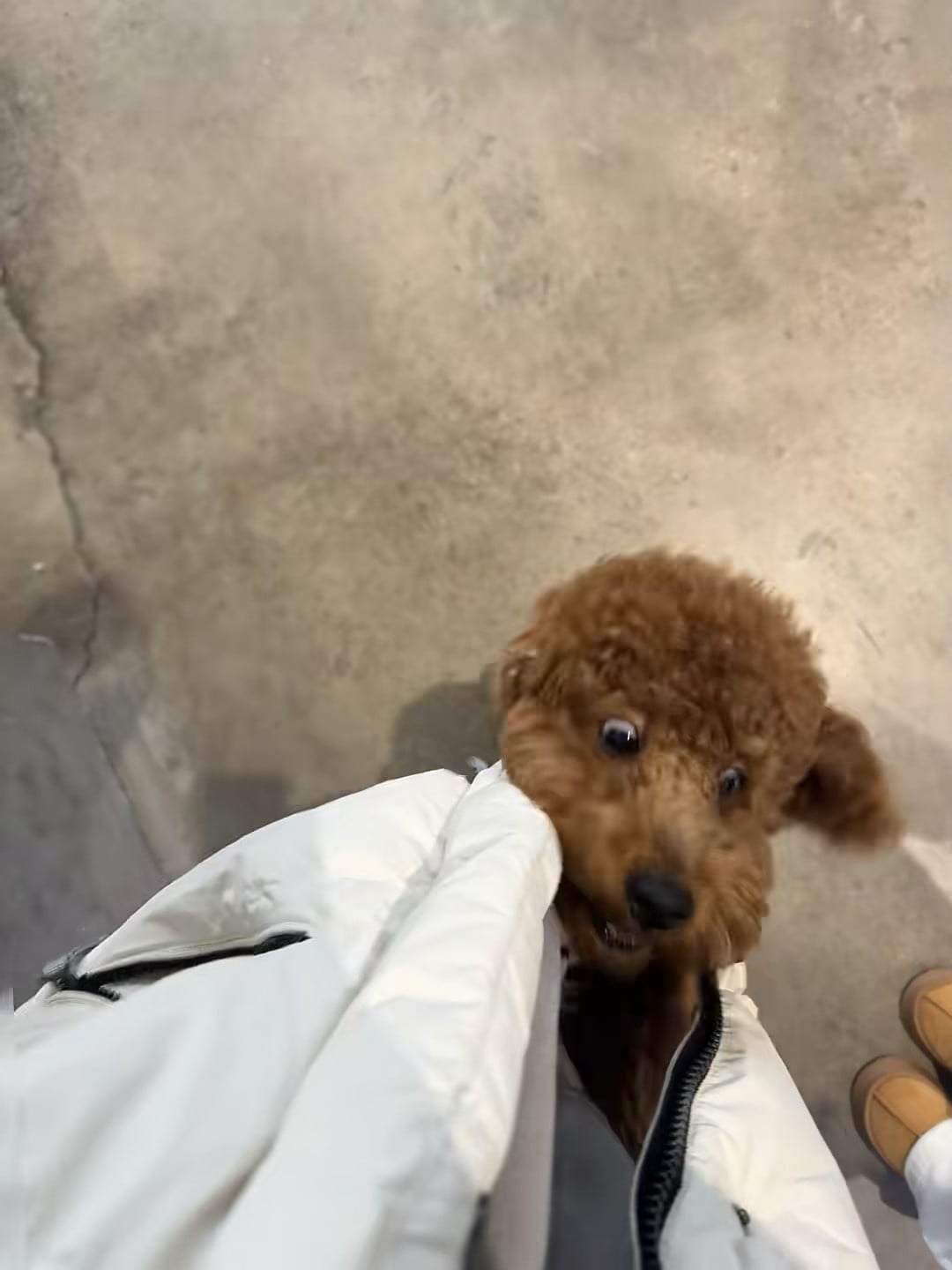 谁家小狗偷偷钻进我羽绒服里？！