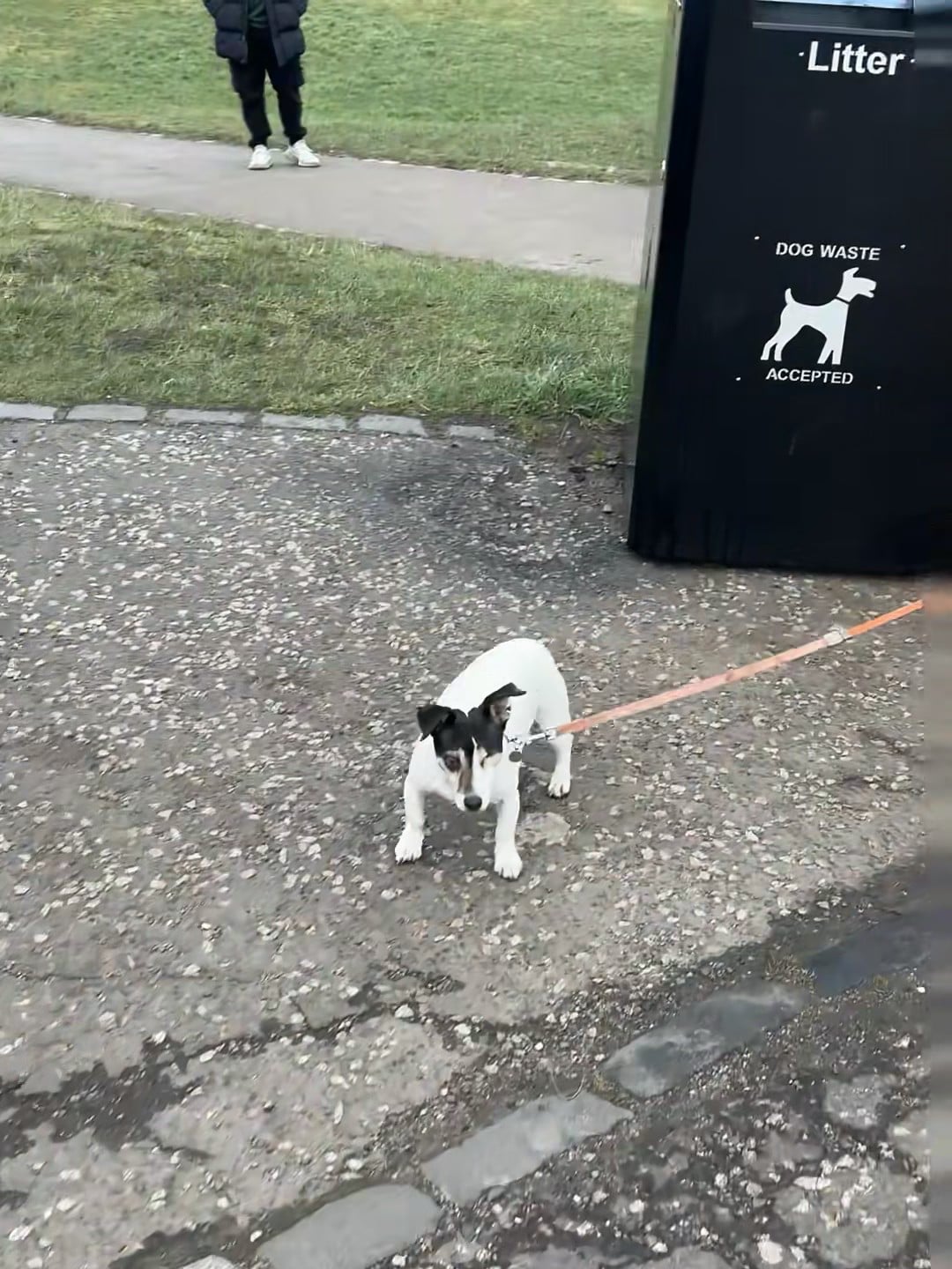 遛狗时被垃圾桶的‘Dog Waste Accepted’标语盯得有点害羞…小杰克好像在问：这真能扔？