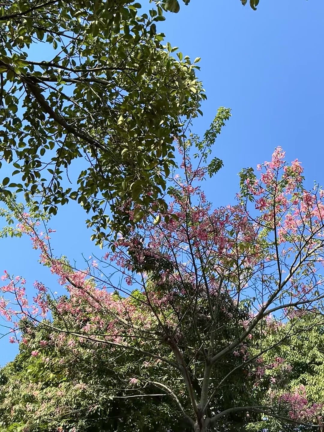 今天在街角被这棵开花的树偷走了三分钟——蓝天+粉云=今日份治愈