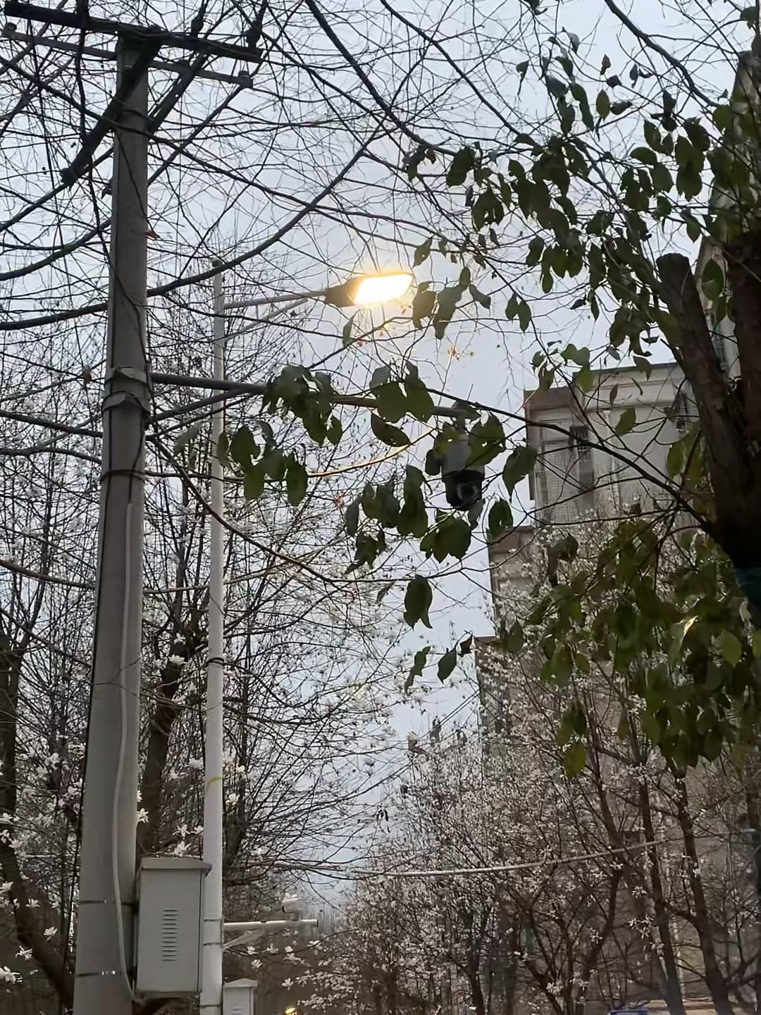 路灯亮了，监控也亮了——这棵开花的树下，连摄像头都学会偷懒打盹