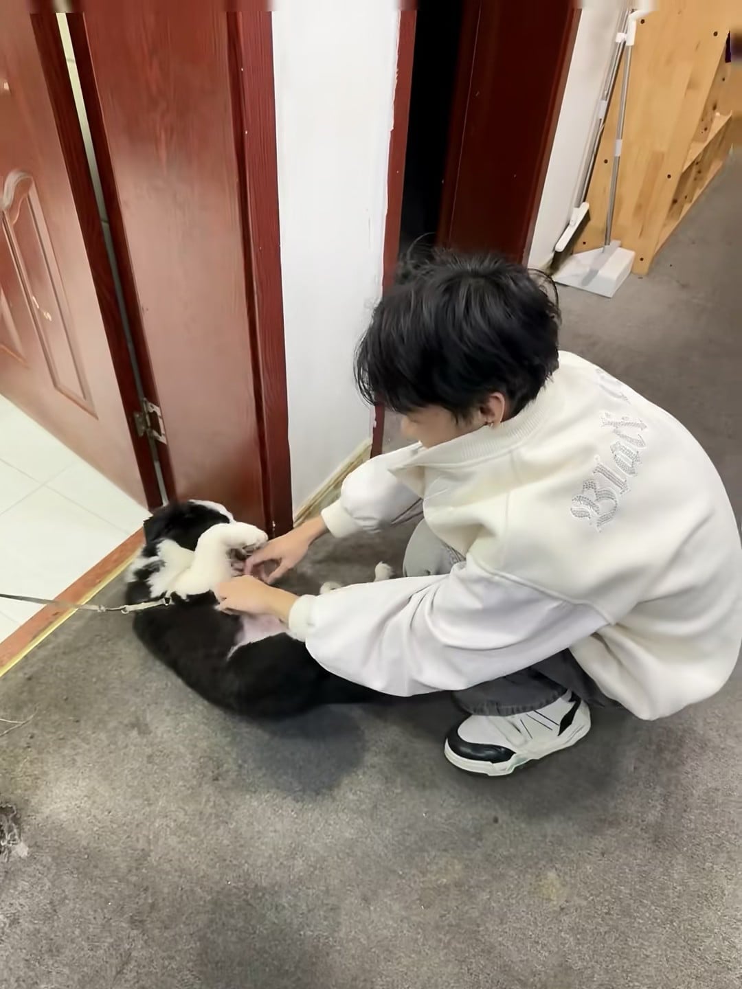蹲门口被这只黑白卷毛小祖宗拦住了去路…它翻个身就让我摸肚皮，我：这哪是狗，是来收买人心的吧