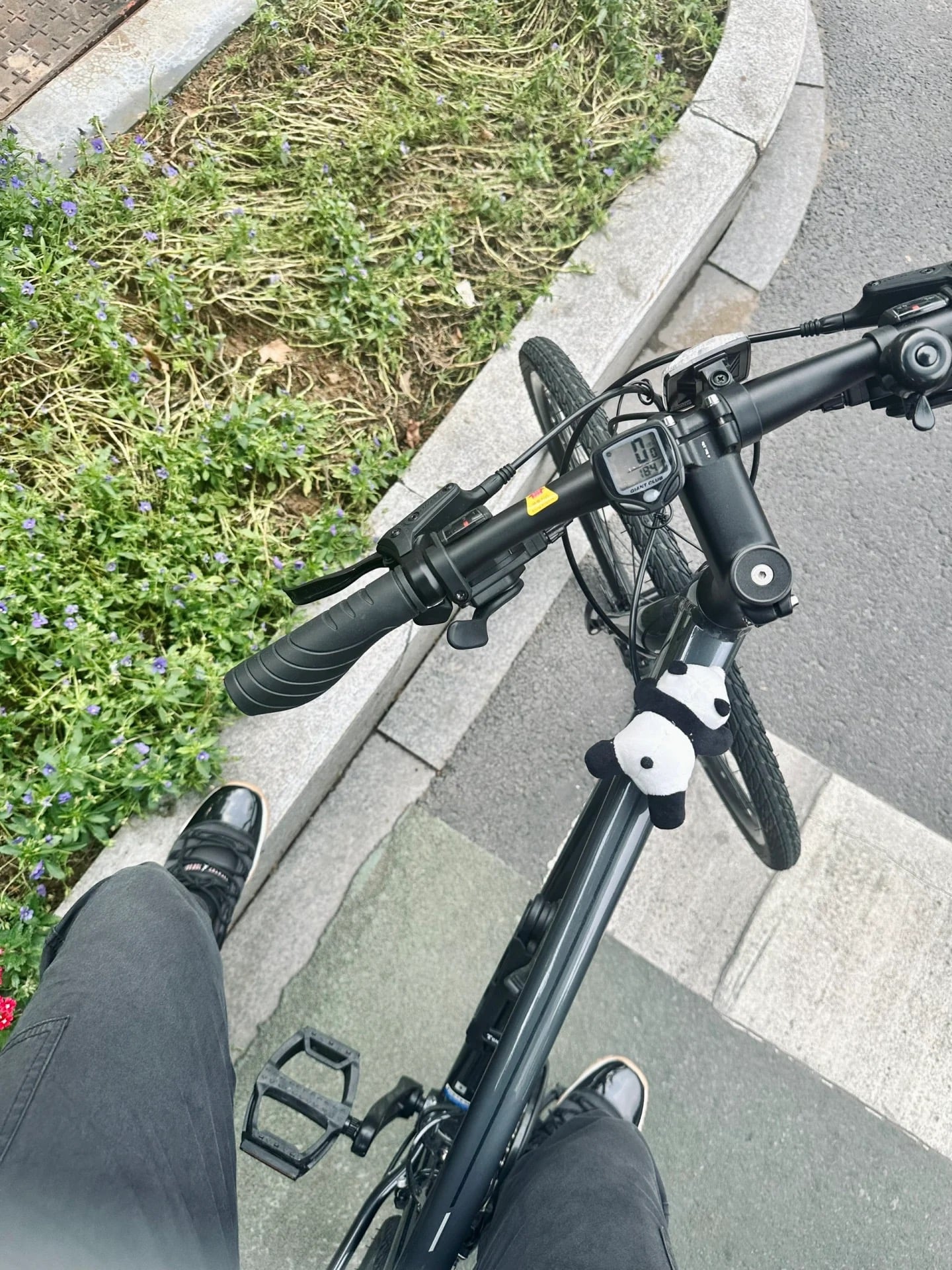 通勤路上的熊猫小挂件，今天在街角花丛边停了下