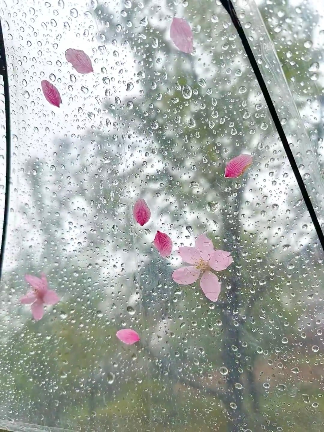 雨天撑伞看樱花飘，像在看一部日系电影 🌸
