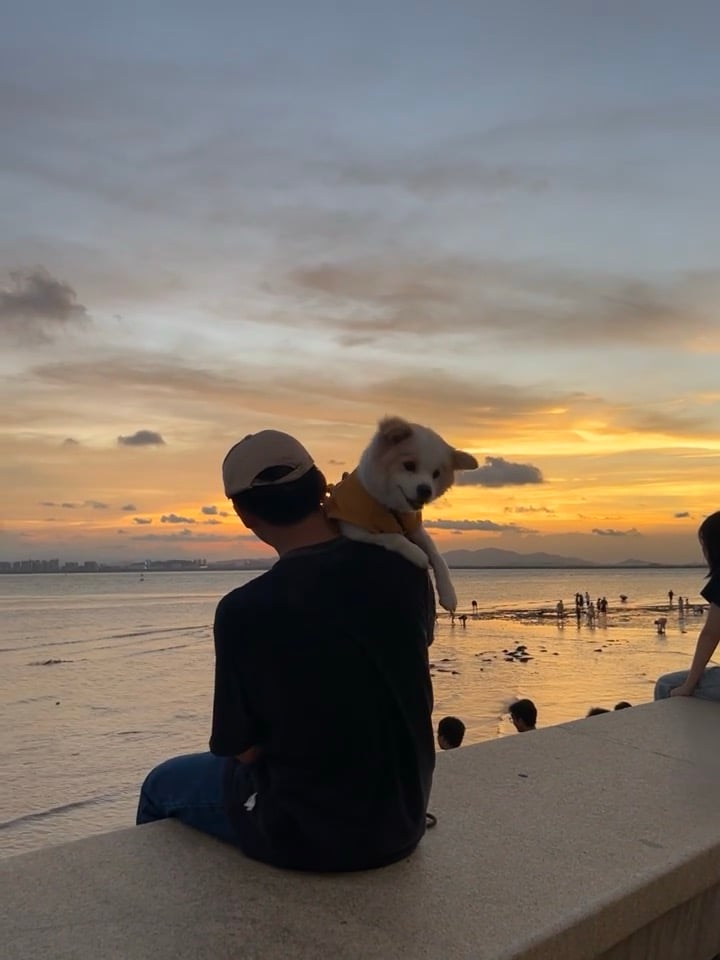 夕阳下被小狗偷看的背影｜今天在海边石阶上坐了半小时，它趴我肩头比我还专注