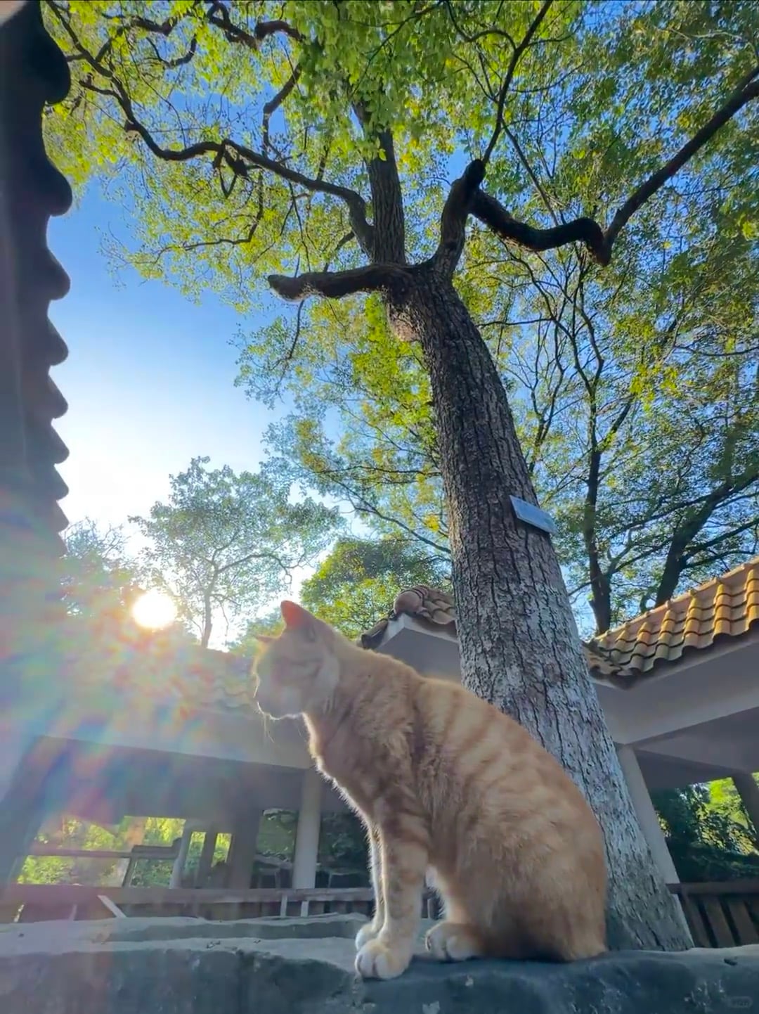 阳光和橘猫的下午，连树都长得像在打太极