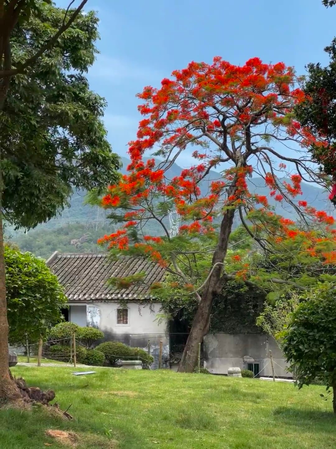 今天在社区后山小径偶遇这棵火焰树，红得像打翻的颜料桶 🌺