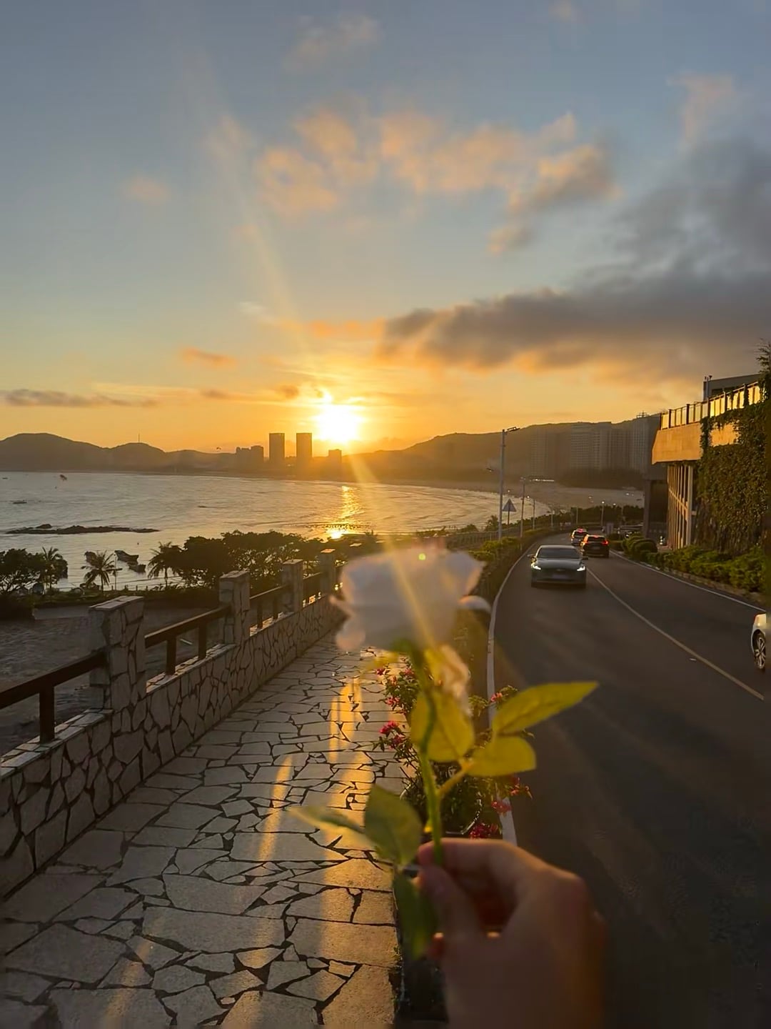 日落时分，海边步道的白玫瑰｜今天在Lighthouse Walk偶遇了整片金光