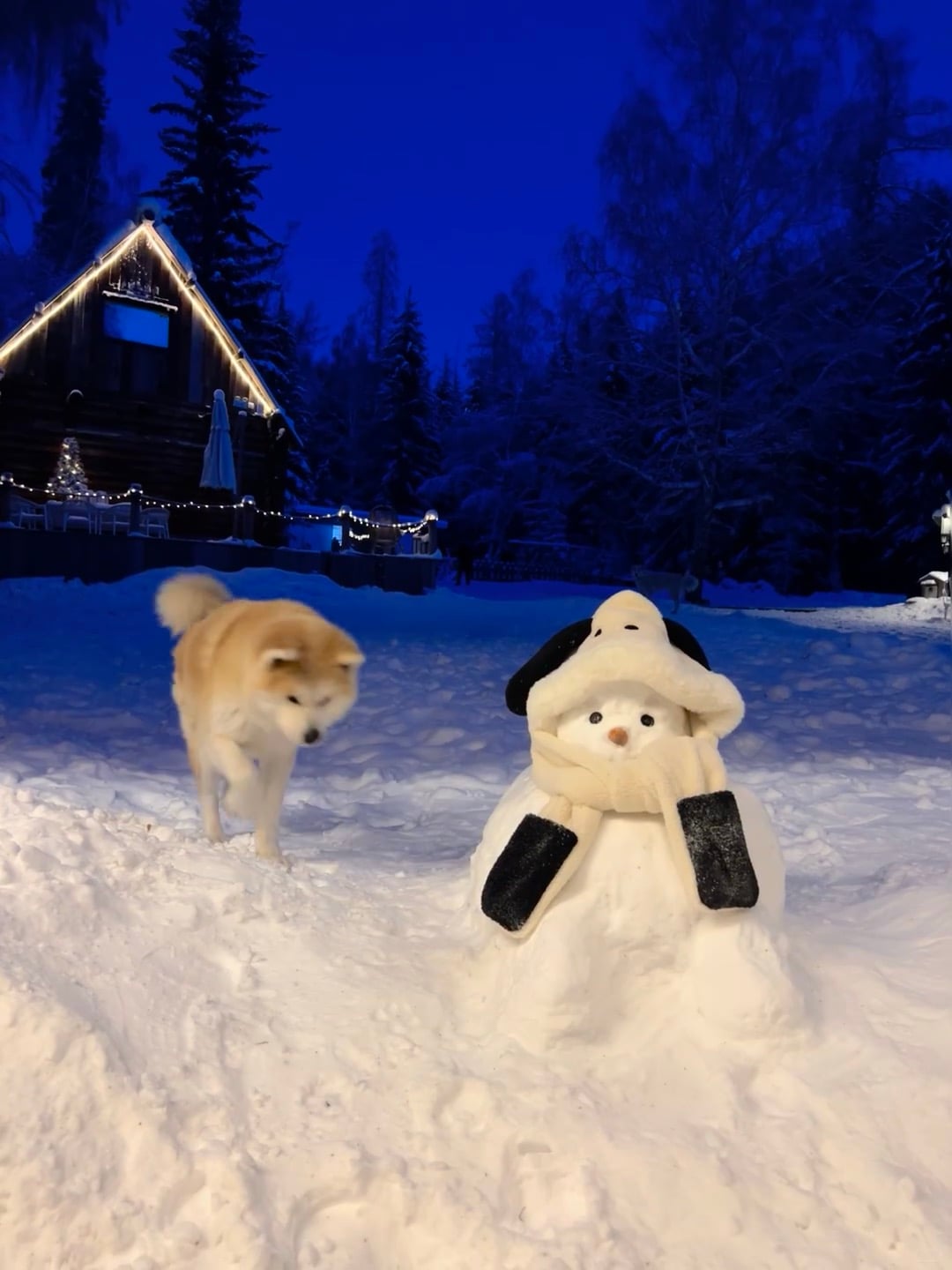 雪夜遛狗遇雪人，它歪头看我像在说：你确定不是来偷我帽子的？