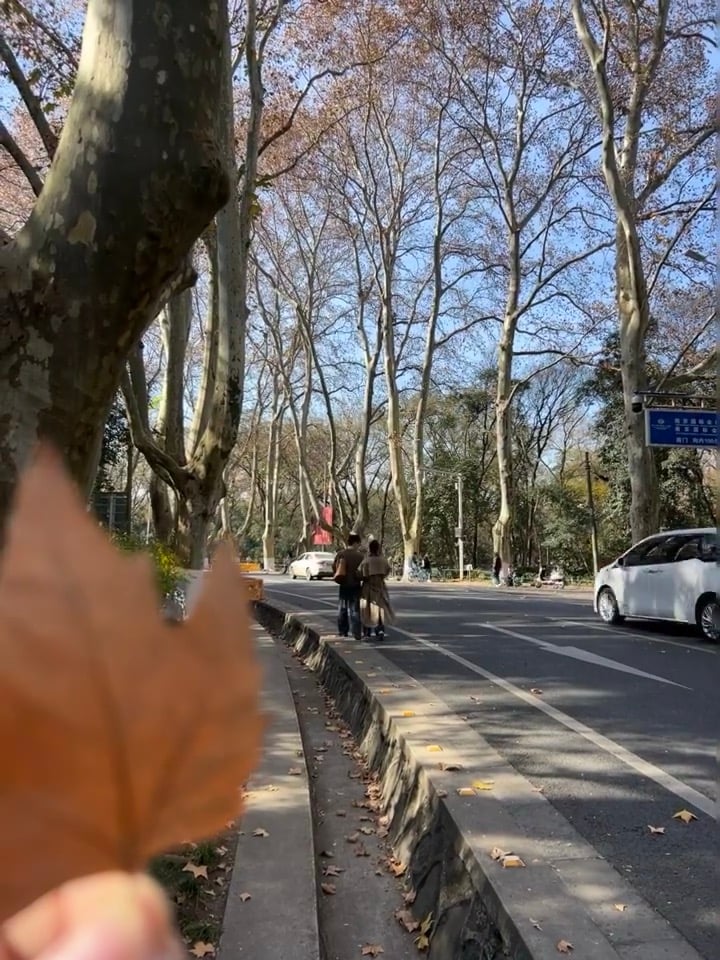 秋天的落叶是本地人随手捡的浪漫 🍂