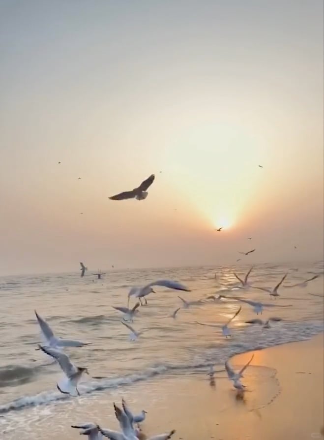 日落时分的海鸥追着浪花跑，像在赶一场免费的飞行派对