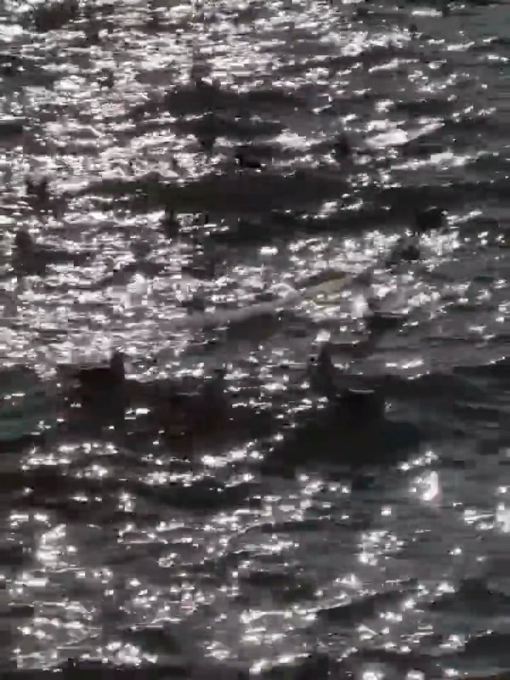 傍晚的海面像撒了碎银子，随手一拍竟有电影感
