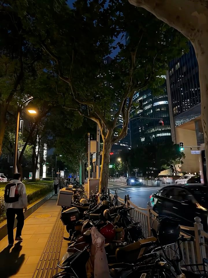 夜骑路过老梧桐，电驴们集体打盹中