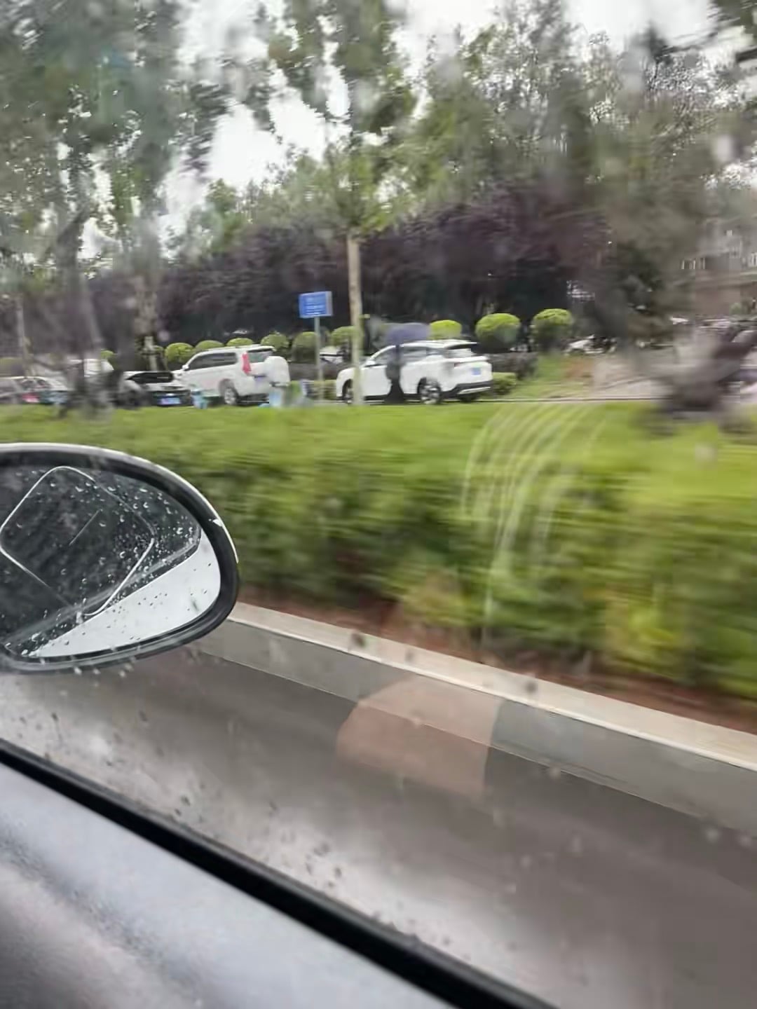 雨天通勤路，车窗一抖就撞上绿意