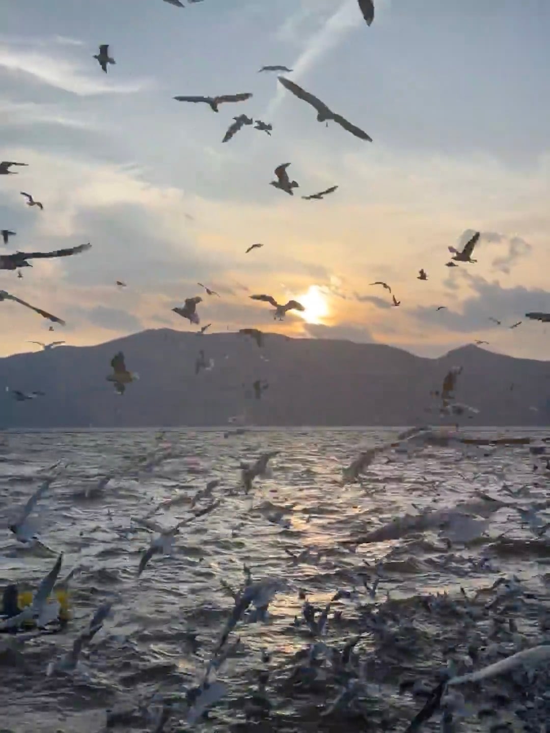 日落时分被海鸥围剿的瞬间｜在湖边码头追着夕阳跑