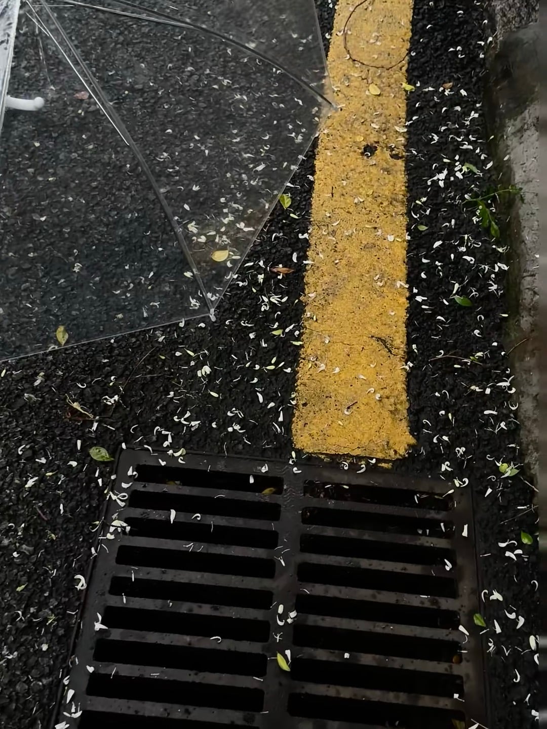 雨后街角，伞骨歪了，花瓣却比人还勤快
