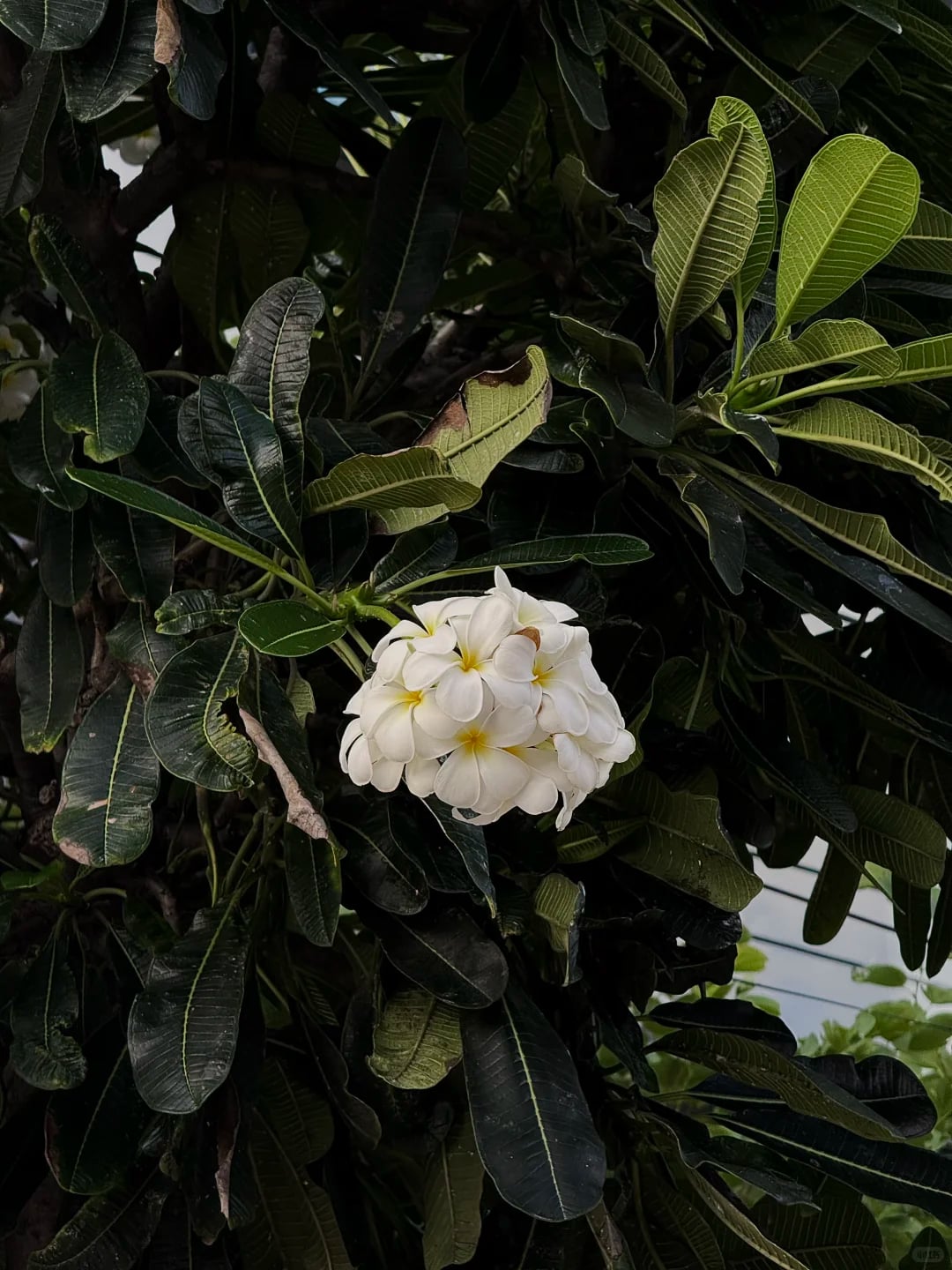🇹🇭芭提雅躺平日记