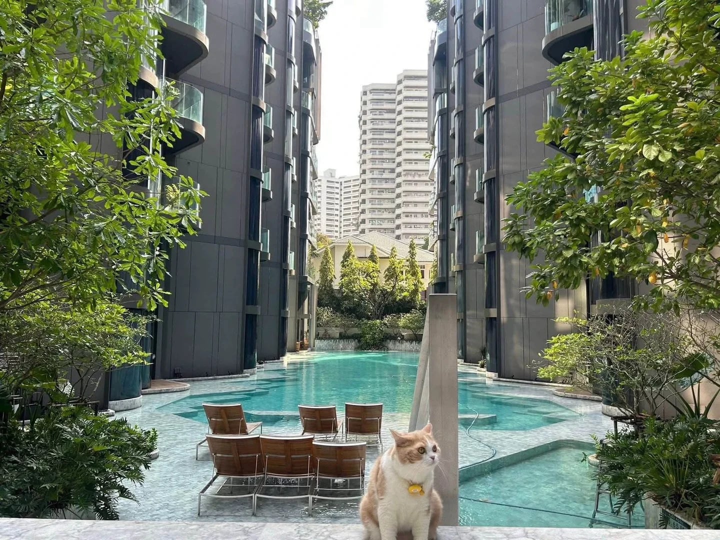 #曼谷租房｜Ashton Sukhumvit41 两房好房✨