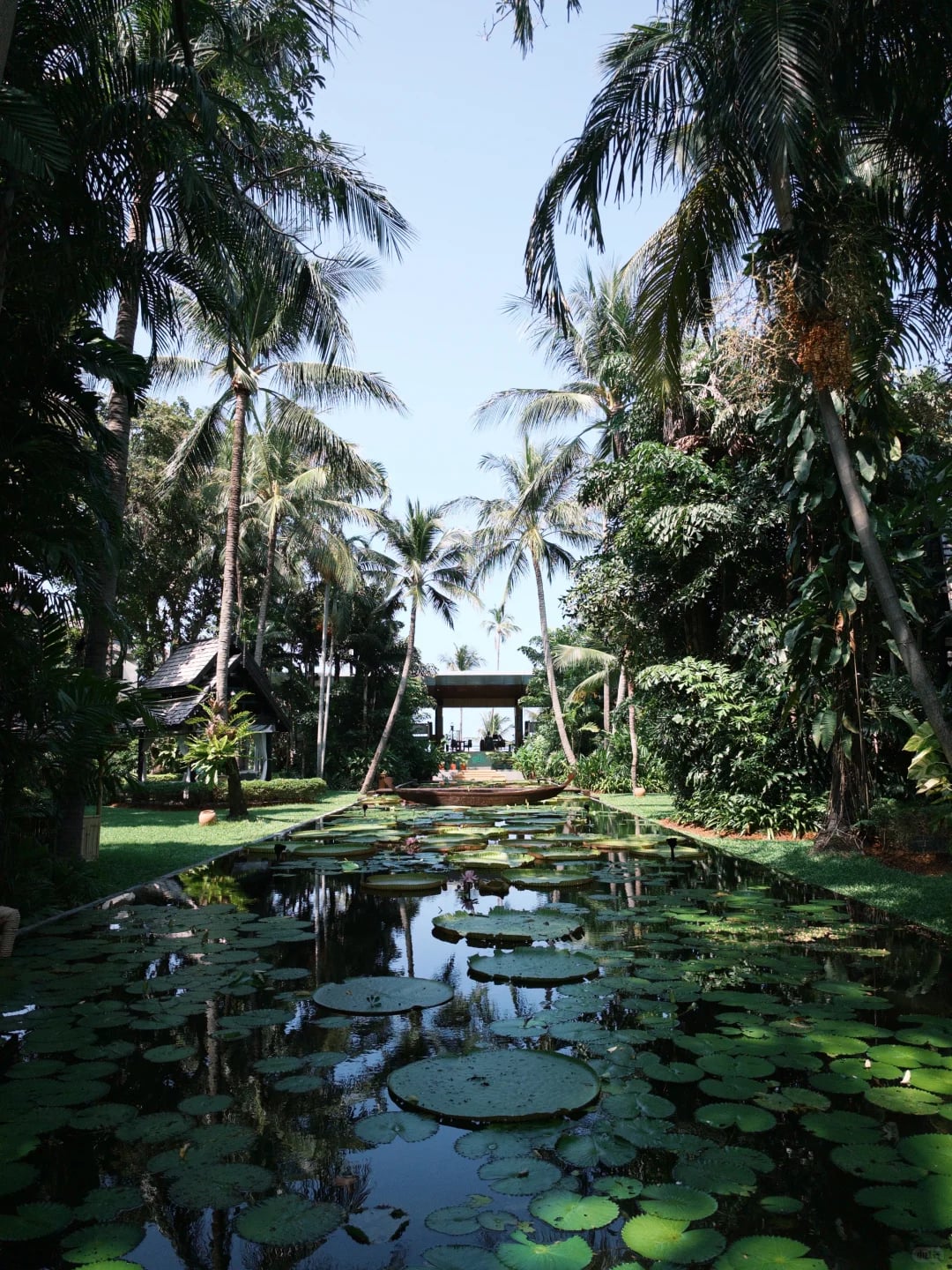 苏梅岛|安纳塔拉🌴&🐒